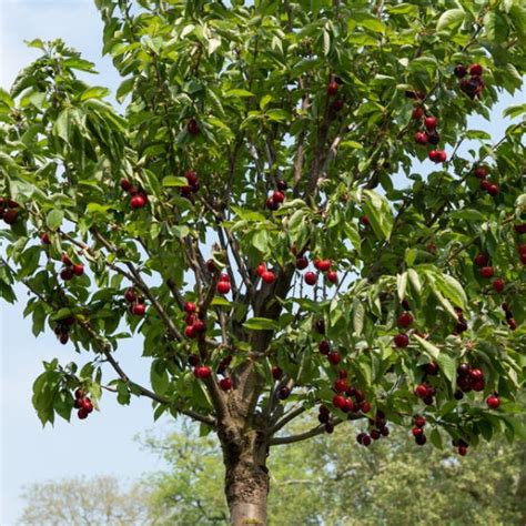 Arbre de cerisier Burlat en fleurs