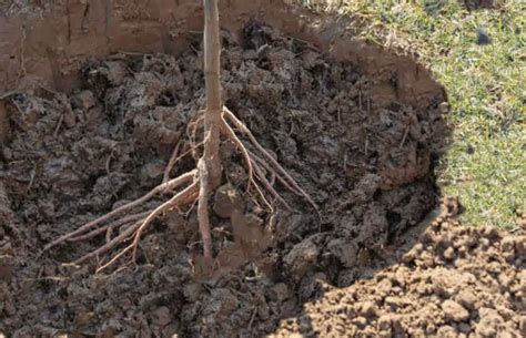 Racines d'un arbre fruitier pralinées