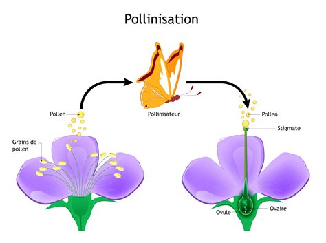 Schéma de pollinisation croisée entre arbres fruitiers