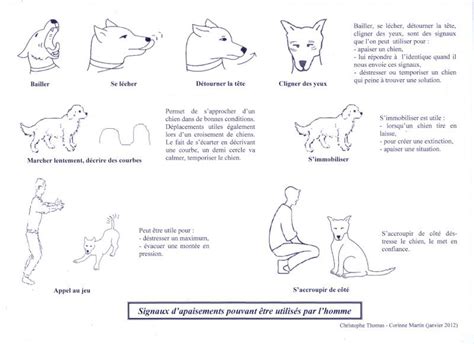 Illustration des différents signaux de communication canine : posture de jeu, posture d'apaisement, posture de peur