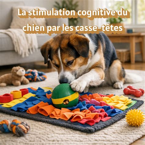 Infographie présentant les besoins fondamentaux d'un chien : exercice, stimulation mentale, socialisation, repos, alimentation