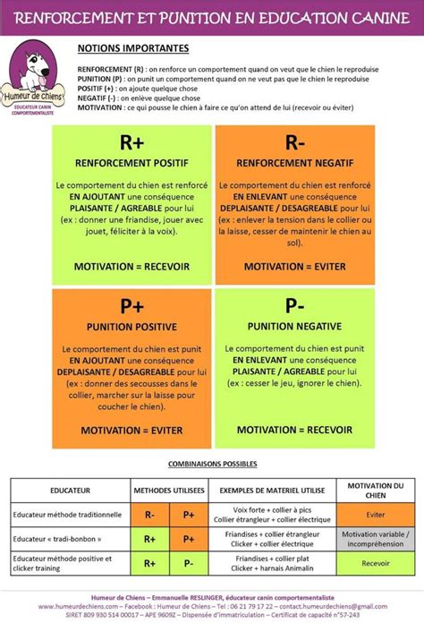 Tableau comparatif des méthodes d'éducation canine : renforcement positif vs punition