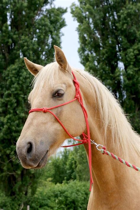 Gros plan sur un jeune cheval Selle Français dans un pré