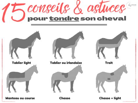 Approches douces pour la tonte de chevaux