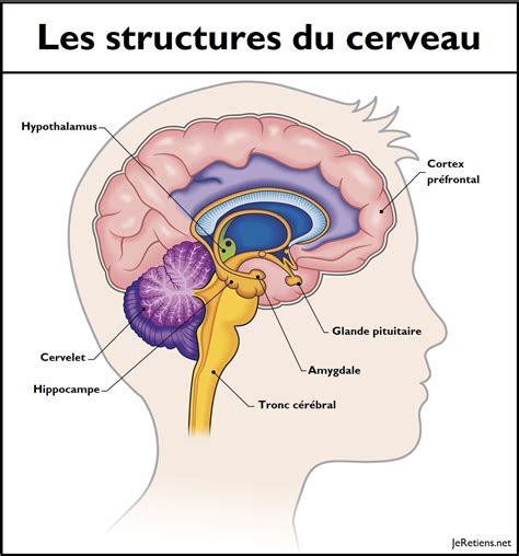 Schéma simplifié du cerveau d'un cheval