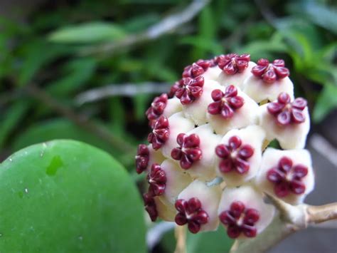 Fleur de Hoya Kerrii