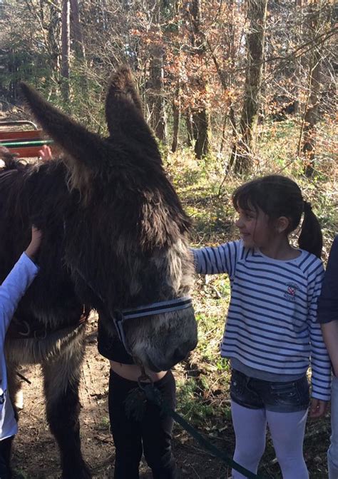 Enfants interagissant avec des chèvres et des ânes