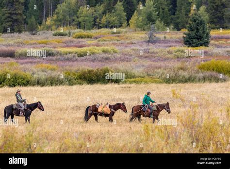Cavalier et cheval traversant un champ
