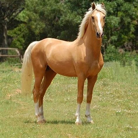 Cheval palomino