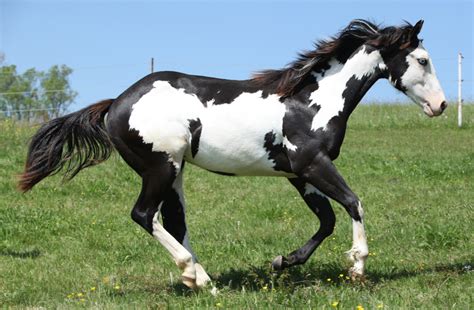 Cheval Paint Horse pie overo