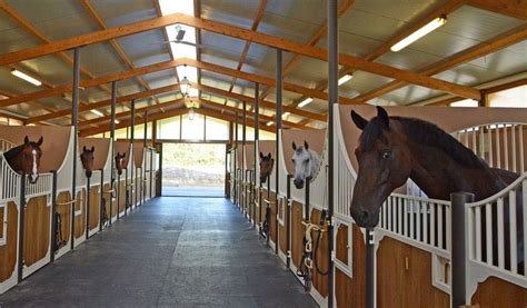 Écurie avec chevaux au paddock