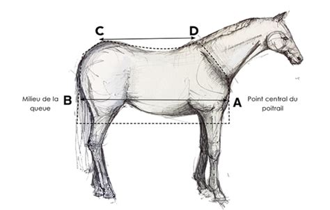 Schéma de mesure de la longueur du dos d'un cheval pour une couverture