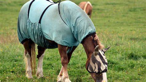 Cheval portant une protection d'épaule sous sa couverture