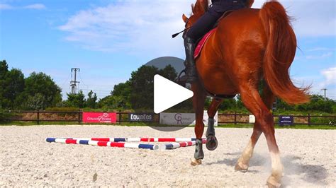 Cheval évoluant sur des barres au sol disposées en ligne