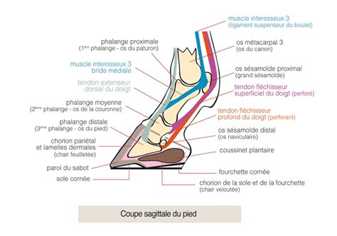 Schéma anatomique du pied du cheval montrant la phalange distale et les lamelles