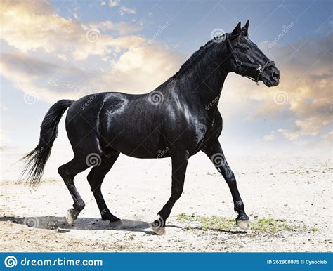 Photographie d'un étalon noir primé