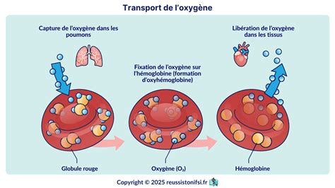 Comparaison de la liaison de l'oxygène et du monoxyde de carbone à l'hémoglobine