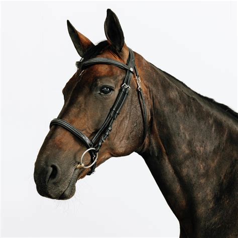 Illustration du bon réglage de la muserolle française