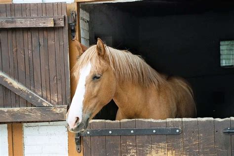 Cheval au repos dans un box