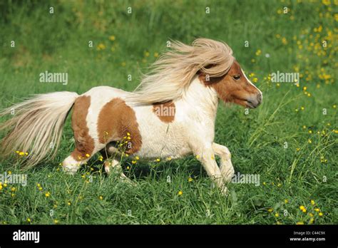 Poney Shetland au pré