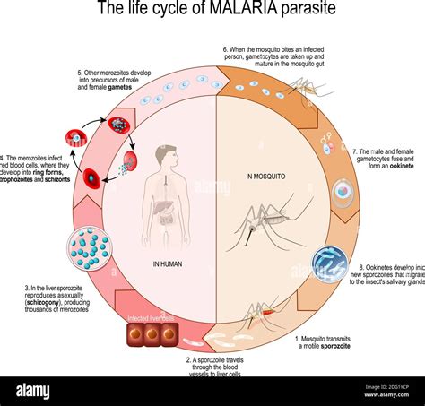 Schéma du cycle de vie d'un parasite intestinal chez le cheval
