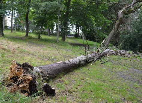 Arbre tombé dans un parc