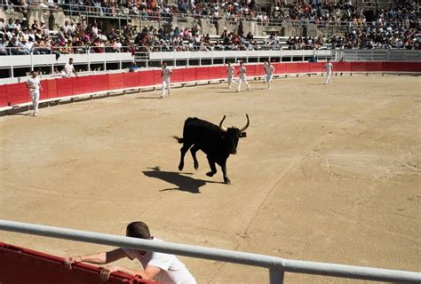 Taureau camarguais en action dans les arènes