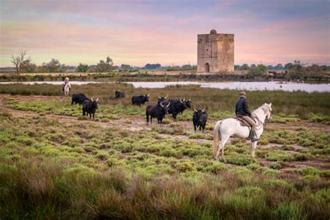 Paysage typique de la Camargue avec des chevaux et des taureaux