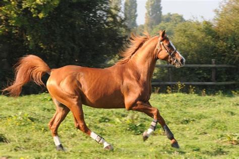 Cheval anglo-arabe en mouvement