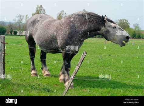 Cheval Percheron dans un pré