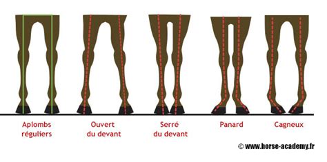 Diagramme des aplombs d'un cheval