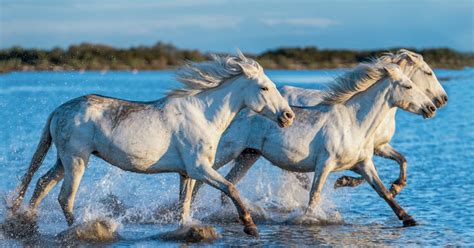 Cheval blanc galopant dans un paysage de Camargue