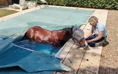 Cheval nageant dans une piscine