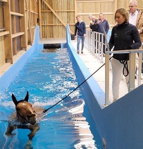 Couloir de nage pour chevaux