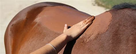 Application d'argile sur les membres d'un cheval