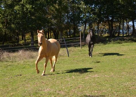 Jeunes chevaux au paddock