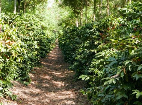 Plantation de caféiers en Tanzanie