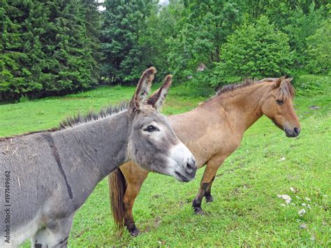 Âne et cheval broutant côte à côte
