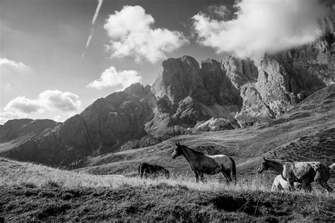 Silhouette de cavaliers sur des chevaux au sommet d'une colline