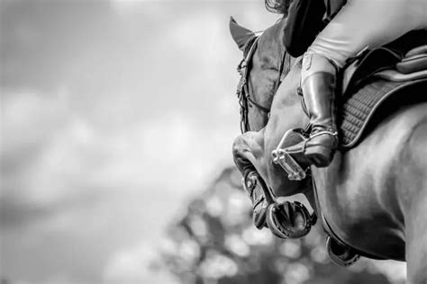 Gros plan sur le regard d'un cheval noir et blanc