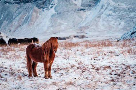Cheval islandais au milieu d'un paysage enneigé