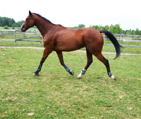 Cheval au trot dans un champ, lumière douce