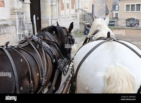 Chevaux de trait en attelage tirant une calèche