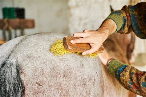 Personne pansant un cheval avec une brosse