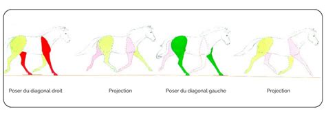 Schéma des posers de membres au pas