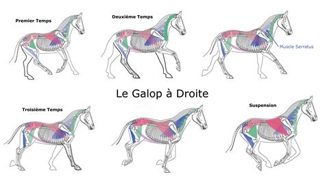 Schéma des posers de membres au galop
