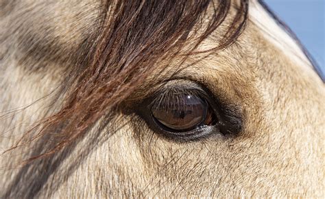 Gros plan sur les yeux d'un cheval
