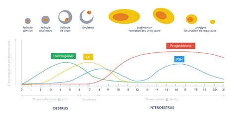Diagramme du cycle œstral d'une jument