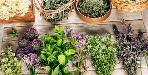 Plantes médicinales utilisées pour le bien-être des juments en chaleur