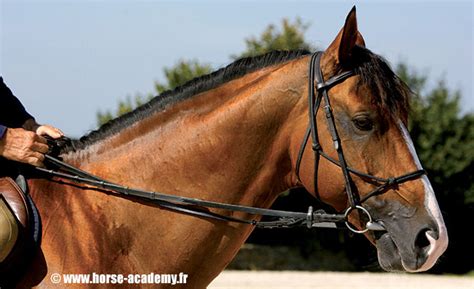 Cheval portant un licol anatomique sans mors